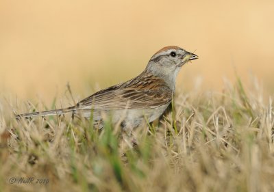 Chipping Sparrow DSCN_202518.JPG