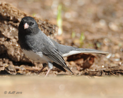 Junco, Dark-eyed DSCN_177634.JPG