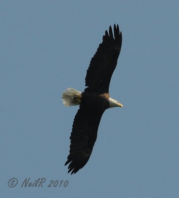 Bald Eagle DSCN_203426A.JPG