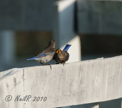 Juvenile Bluebirds DSCN_203859.JPG