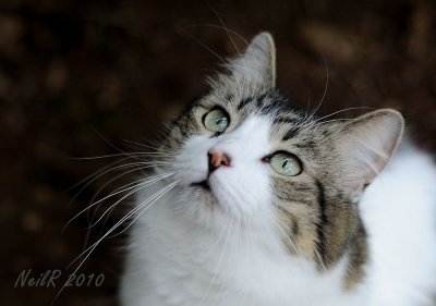 Angel