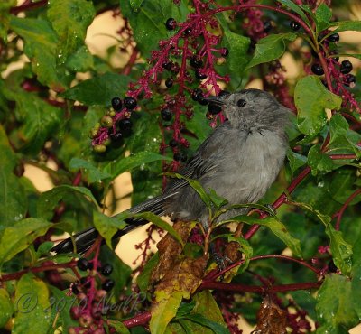 Gray Catbird DSCN_210372.JPG