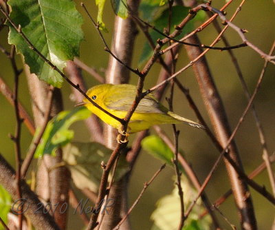 Wilson's Warbler DSCN_210396.JPG