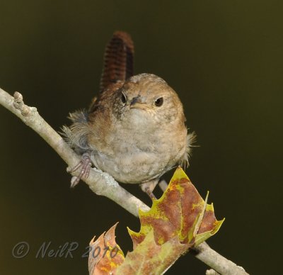 House Wren DSCN_211651.JPG