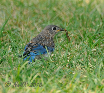 Juvenile Eastern Bluebird DSCN_211766.JPG