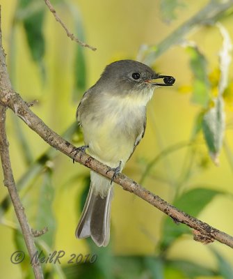 Eastern Phoebe DSCN_211799.JPG