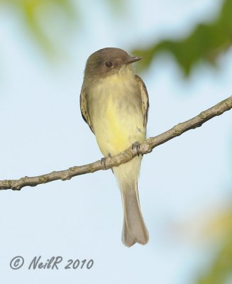 Eastern Phoebe DSCN_211263.JPG