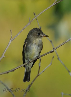 Eastern Phoebe DSCN_211278.JPG