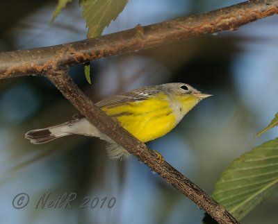 Magnolia Warbler DSCN_211298.JPG