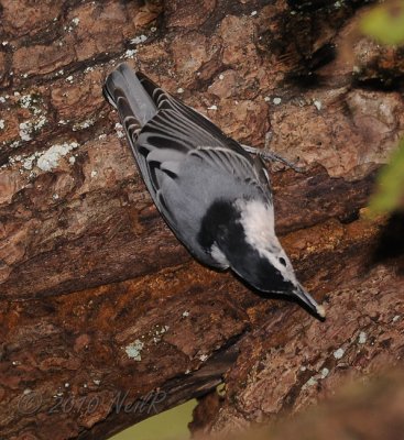 White-Breasted Nuthatch DSCN_210516.JPG