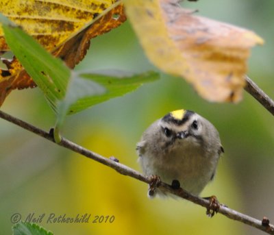 Golden-crowned Kinglet DSCN_212168.JPG