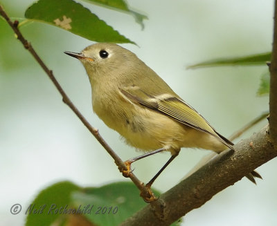 Ruby-crowned Kinglet DSCN_212170.JPG