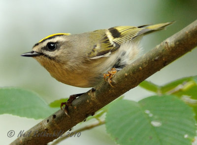 Golden-crowned Kinglet DSCN_212183.JPG