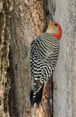 Red-bellied Woodpecker DSCN_212064.JPG