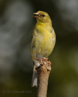 Goldfinch[fall female]??? DSCN_212096.JPG