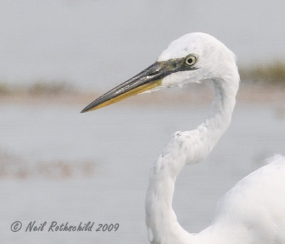 Chincoteague 2009