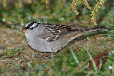 White-crowned Sparrow DSCN_214378.JPG