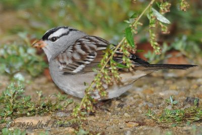White-crowned Sparrow DSCN_214379.JPG