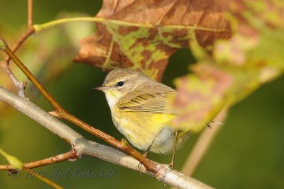 Palm Warbler DSCN_214406.JPG