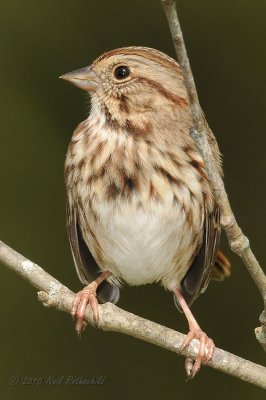 Song Sparrow DSCN_214464.JPG