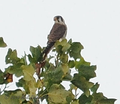 American Kestrel DSCN_214533A.JPG