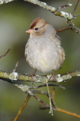 White-crowned Sparrow (Juv) DSCN_216003.JPG