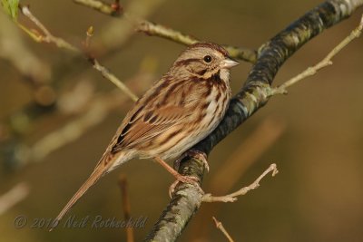 Song Sparrow DSCN_216071.JPG