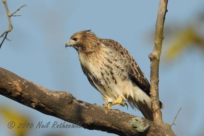 Red-tailed Hawk DSCN_216133.JPG