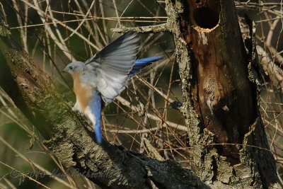 Eastern Bluebird DSCN_216147.JPG