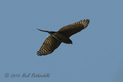 Coopers Hawk? DSCN_216281.JPG