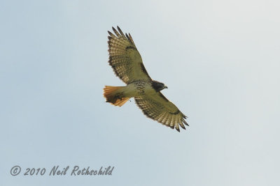 Red-tailed Hawk DSCN_216319.JPG