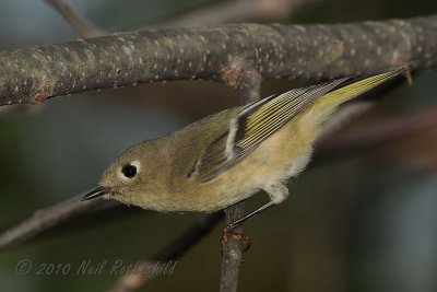 Ruby-crowned Kinglet DSCN_216363.JPG