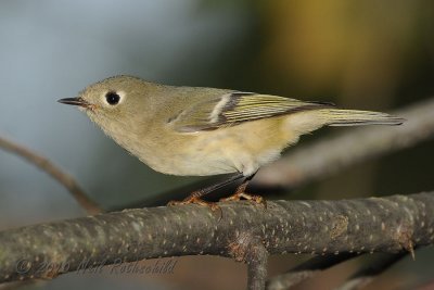 Ruby-crowned Kinglet DSCN_216366.JPG