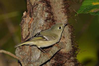 Ruby-crowned Kinglet DSCN_216371.JPG