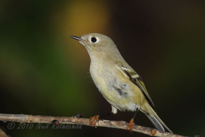 Ruby-crowned Kinglet DSCN_216379.JPG