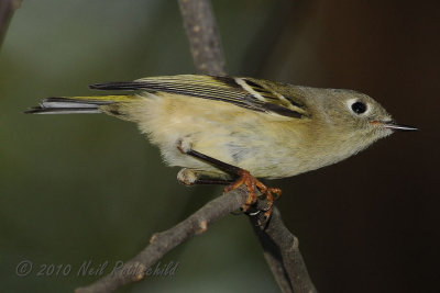 Ruby-crowned Kinglet DSCN_216398.JPG