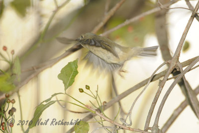 Ruby-crowned Kinglet DSCN_216451.JPG