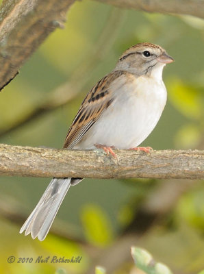 Chipping Sparrow DSCN_216453.JPG