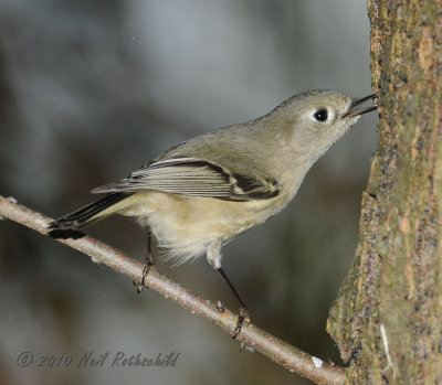 Ruby-crowned Kinglet DSCN_216496.JPG