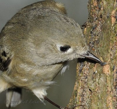 Ruby-crowned Kinglet DSCN_216503B.JPG