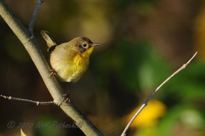 Common Yellowthroat DSCN_216592.JPG