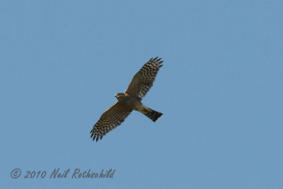 Sharp-Shinned Hawk DSCN_216690.JPG