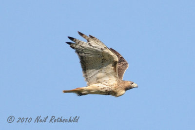 Red-Tailed Hawk DSCN_216744A.JPG