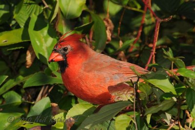 Northern Cardinal DSCN_216957.JPG