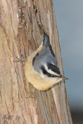 Red-Breasted Nuthatch DSCN_225300.JPG