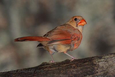 Cardinal [female] DSCN_119789A.JPG