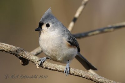 Tufted Titmouse DSCN_226231.JPG