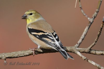 Goldfinch DSCN_226265.JPG