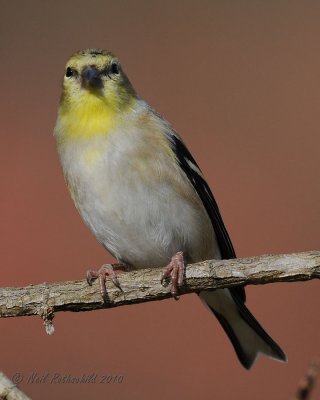 Goldfinch DSCN_226271.JPG