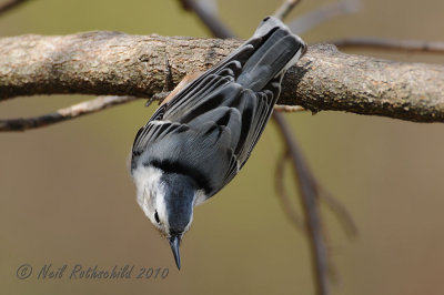 White-breasted Nuthatch DSCN_226297.JPG